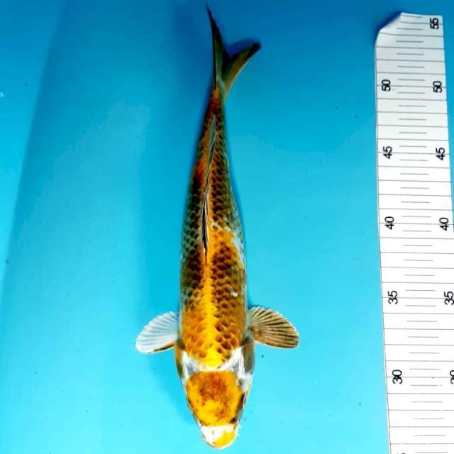 Maruten kin ki utsuri 29 cm 