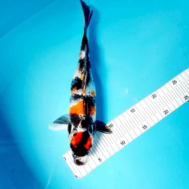 Tancho kin showa 30 cm