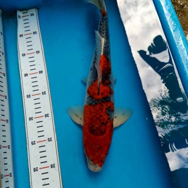 Goshiki 38cm