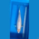 Siromuji 50CM