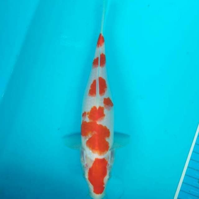 Kohaku