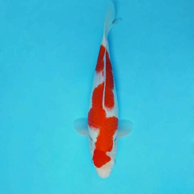 SAKHI 4 - INAZUMA KOHAKU ®