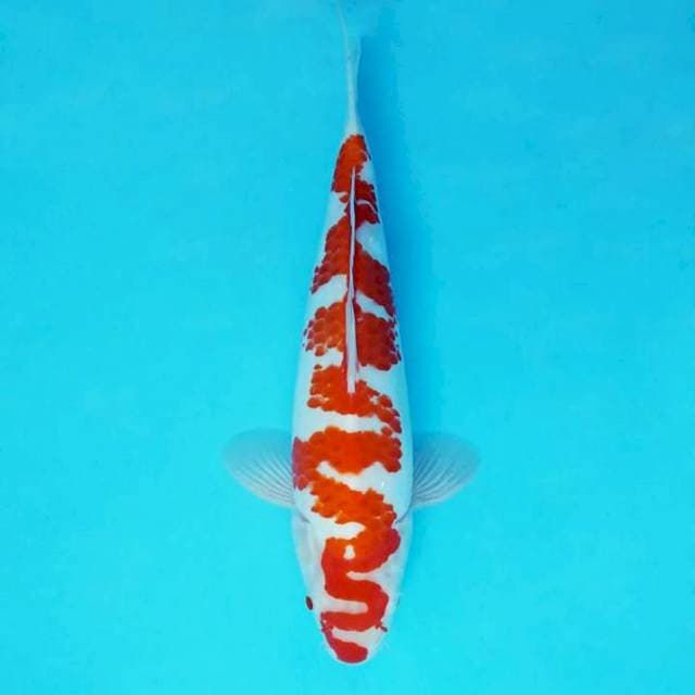 NAGA AIR 7 - INAZUMA KOHAKU LIMITED ®
