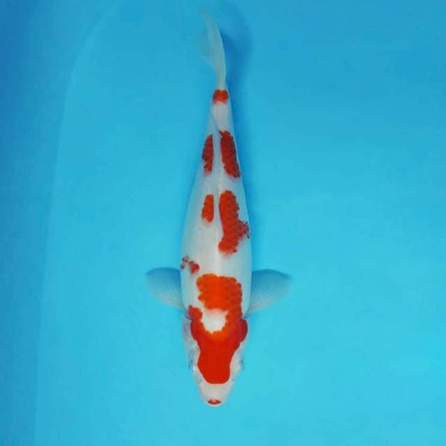 SAKHI 8 - KOHAKU ®
