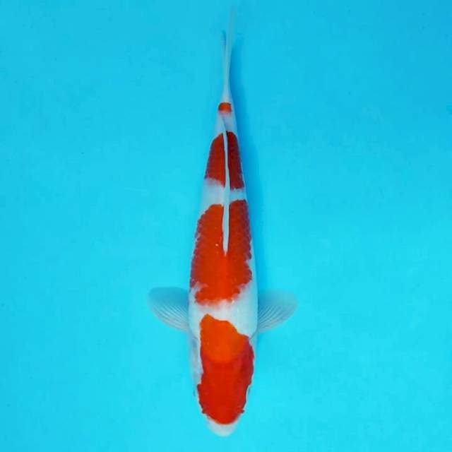SAKHI 12 - KOHAKU ®