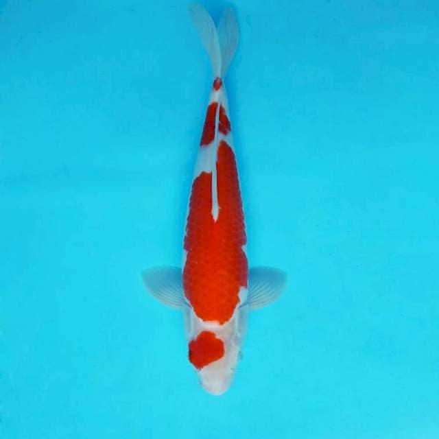 SAKHI 14 - MARUTEN KOHAKU ®
