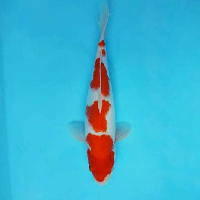 SAKHI 20 - KOHAKU ®
