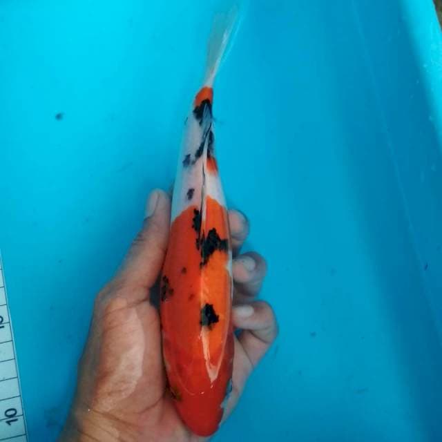 Sanke 21cm