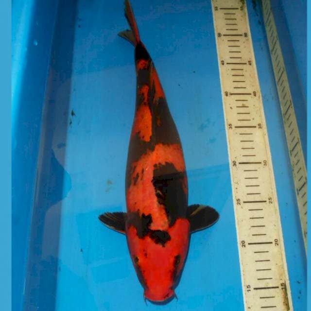 40cm F1 HI UTSURI