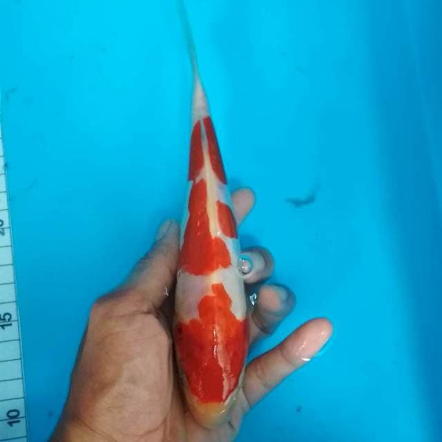 Kohaku doit 20cm