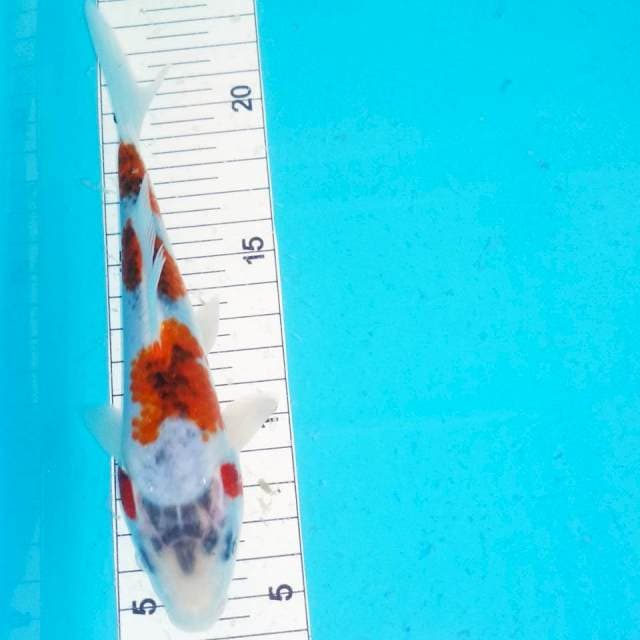 Goshiki 16cm 