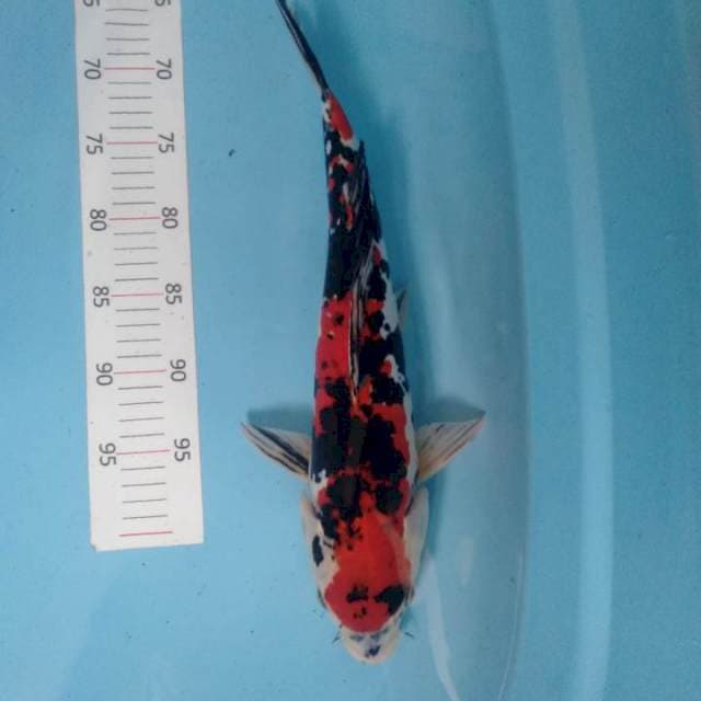 Sanke 45 cm