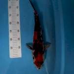 Sanke 45 cm