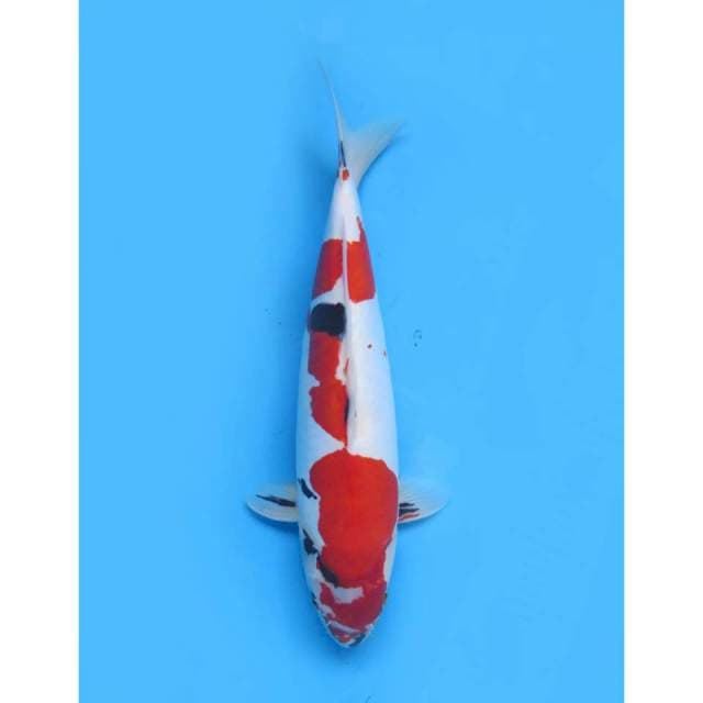 Super Red Showa Doitsu - 44cm