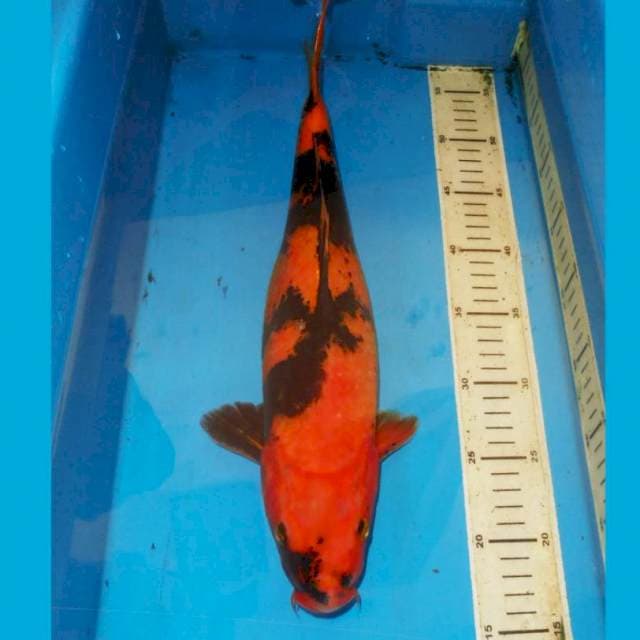 43cm F1 HI UTSURI