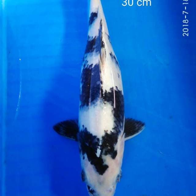 Hitam putih