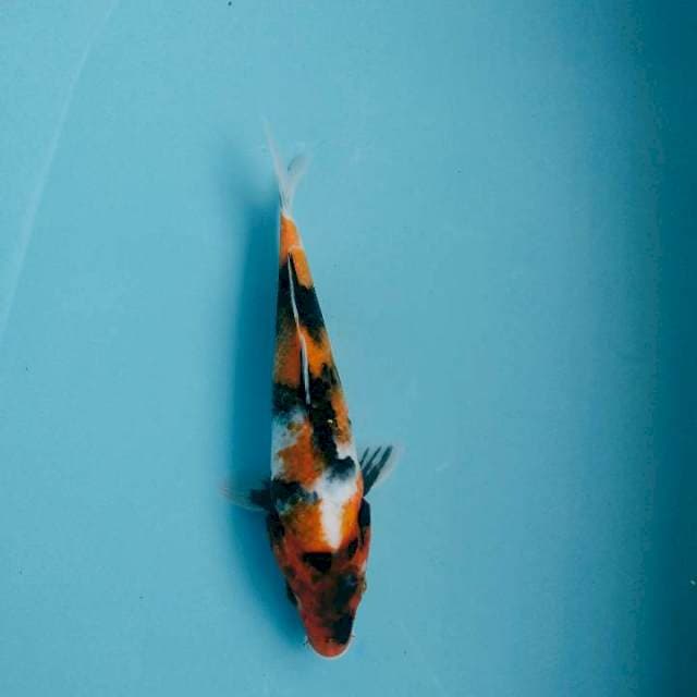 Showa 23cm
