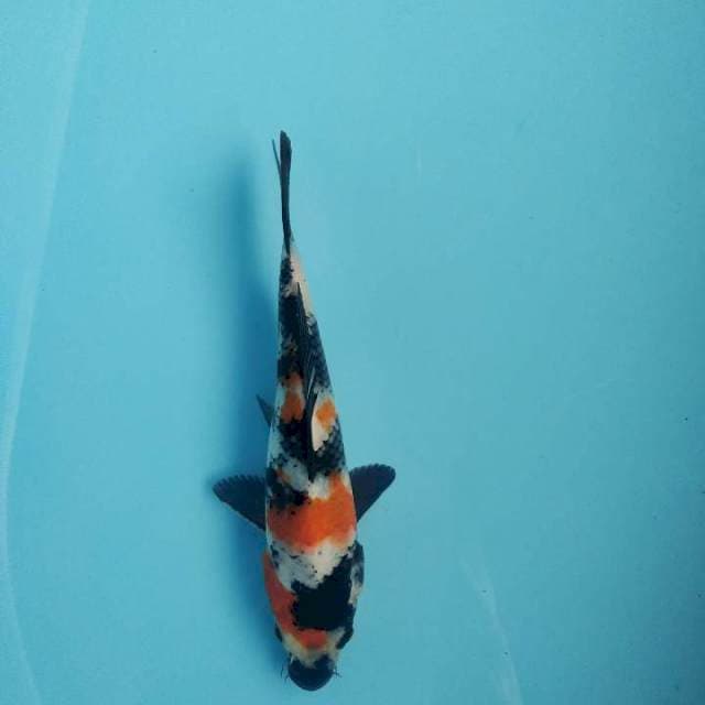 Showa cantik