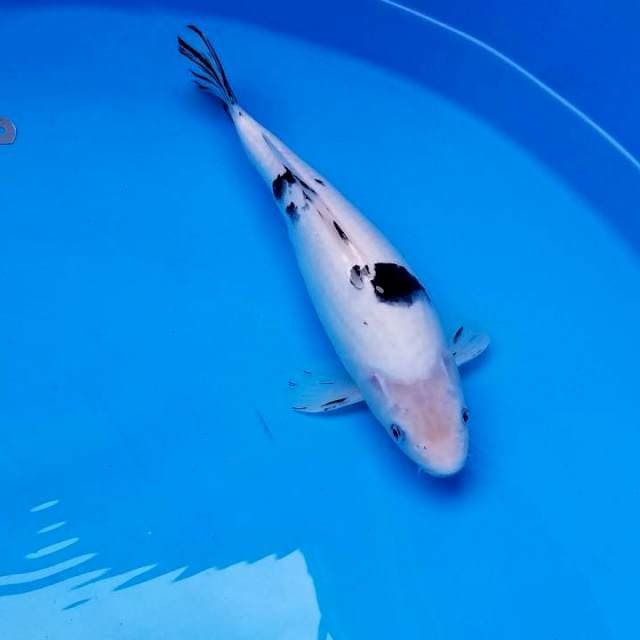 Bekko 38cm