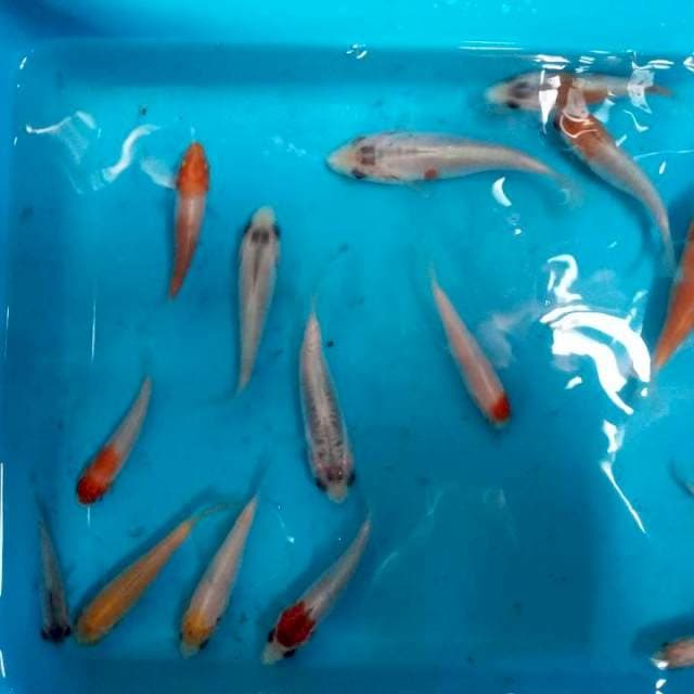 Mix koi F1