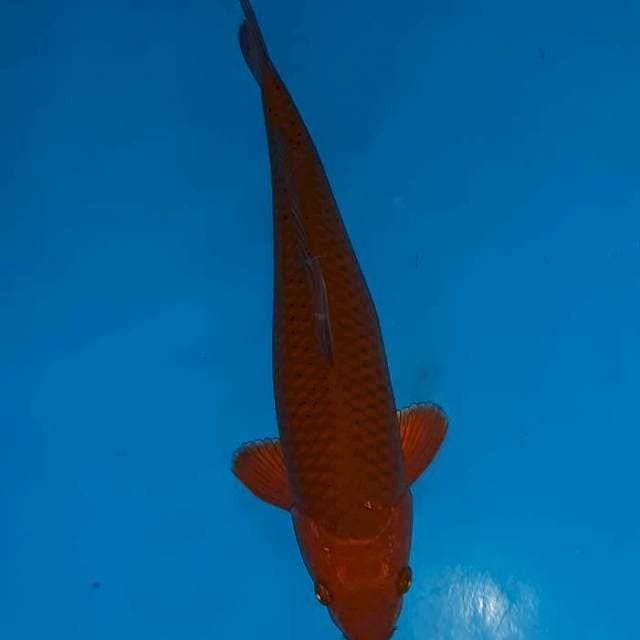 Cagoi tembaga 35cm