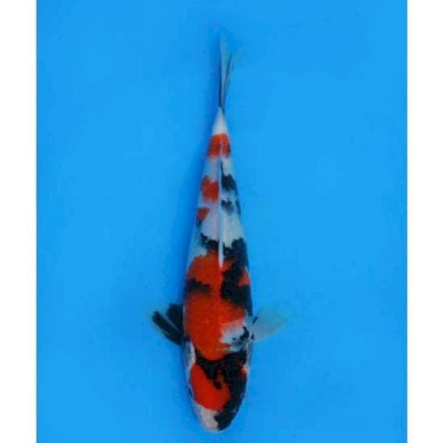 Mugiwara showa 28cm fm