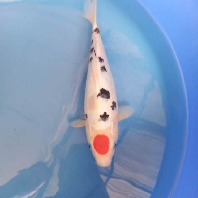 Tancho sanke 30cm ginuk ginuk