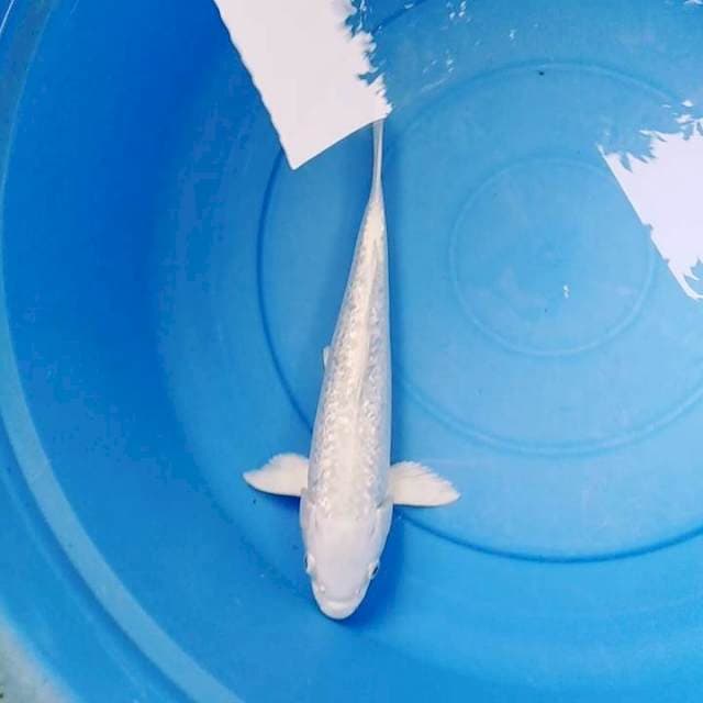 Platinum ginrin mulus