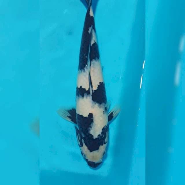Shiro 31cm