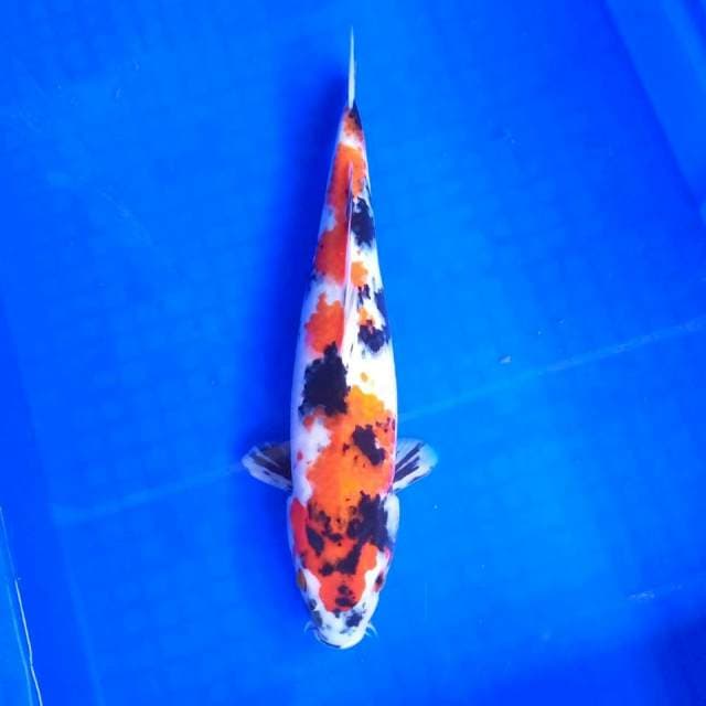 2. Showa || 32 cm