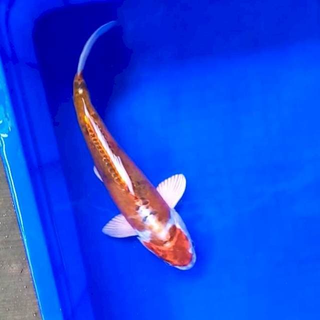 4. Doitsu Hikari || 30 cm