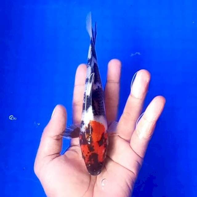 7. Tancho Showa || 18 cm