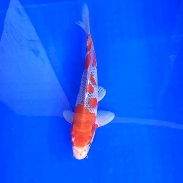 10. Goshiki || 27 cm