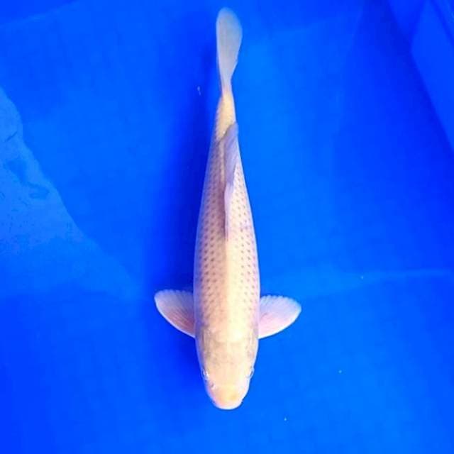 12. Penjinak kolam || 32 cm