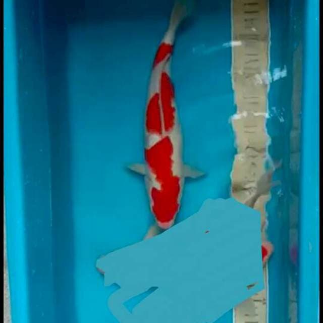 kohaku pangkal ekor gede 30up
