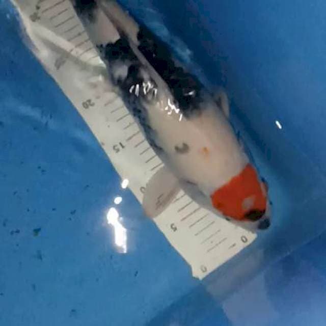 Tancho sowa 42cm