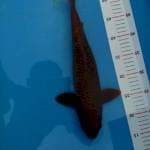 Tembaga 41cm