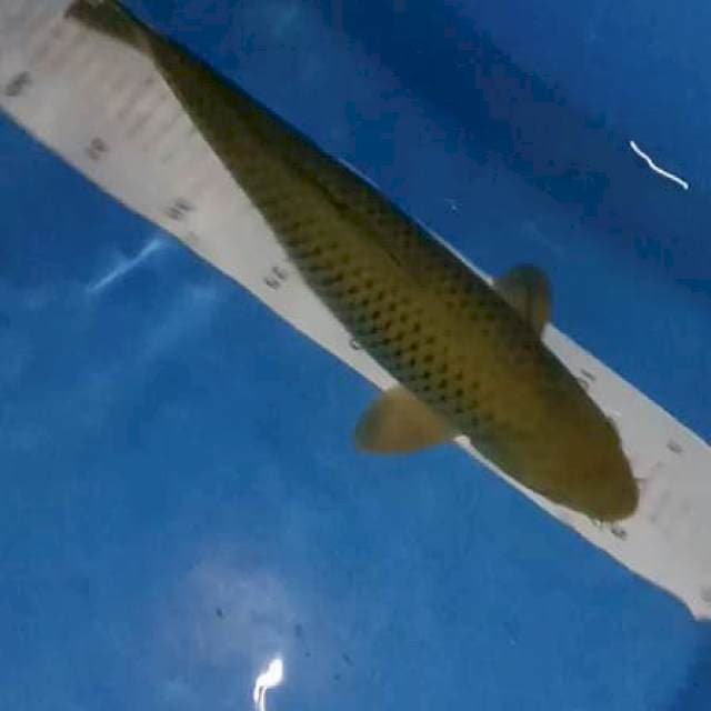 Midori 36cm