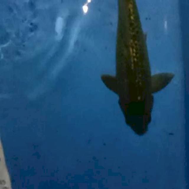 Midori ginrin 35cm