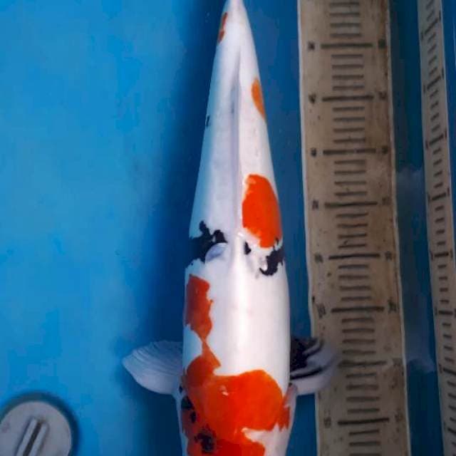 Showa doitsu jumbo, skin halus