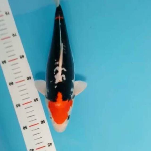 Beni kumon 32 cm