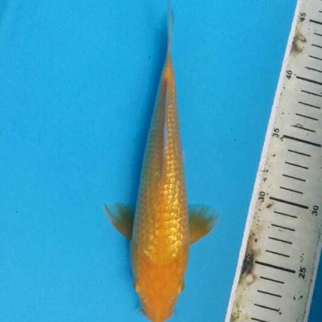 Karashi ginrin