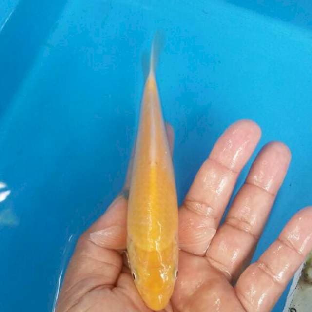 Karashi mata merah