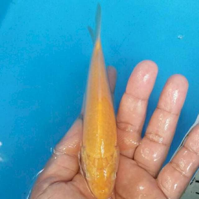 Karashi mata merah