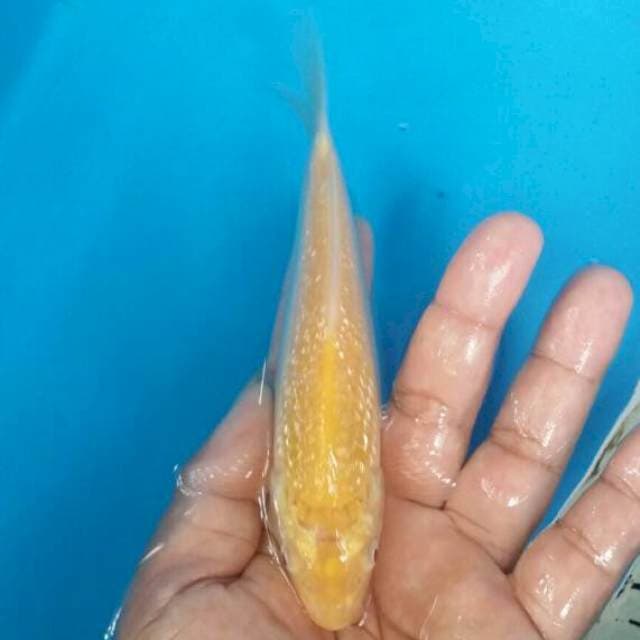 Karashi ginrin mata merah