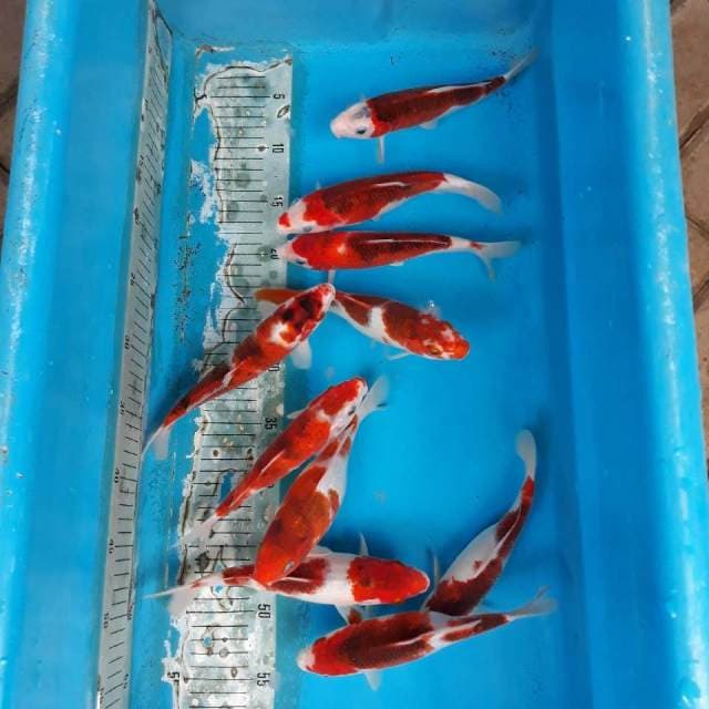 Goromo