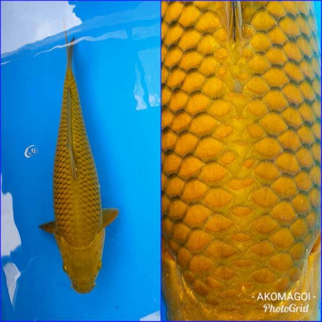 Cagoi bulky fukurin tebal