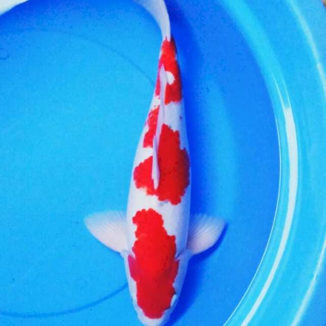 Jumbo bulky ori 47cm male