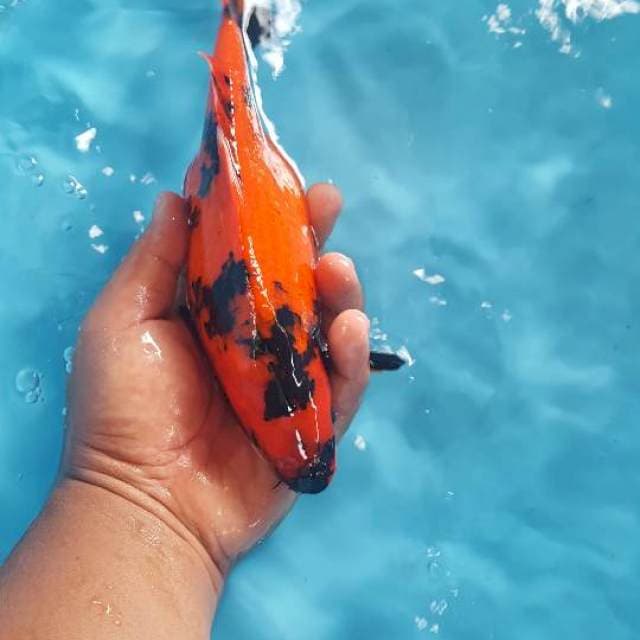 Hiutsuri 25 cm