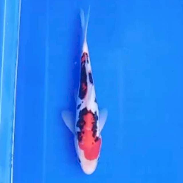 Beni kumon*20cm